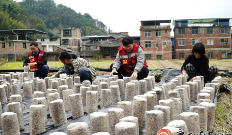 媒體聚焦 | 看柳工定點幫扶村：冬日栽下“金棒”，來年春日綻“金花”